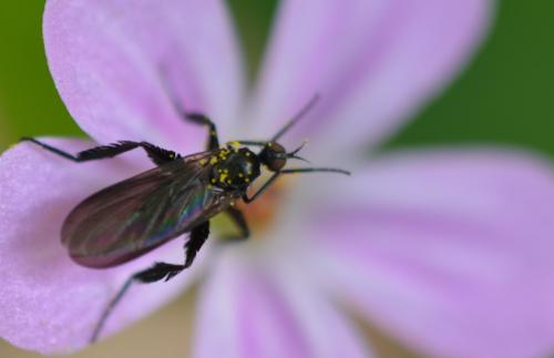 Empis pennipes